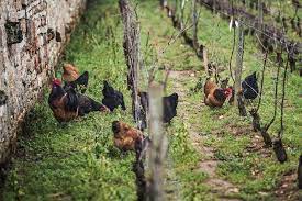 poules dans les vignes